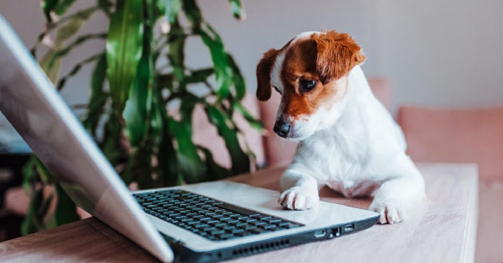 Virtual dog training vs in-person dog training: which one is more effective? Read on for our complete comparison to find out!