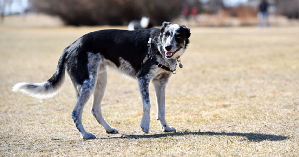 Top 5 Best Blue Heeler Harness Options (With Complete Reviews) Alpha