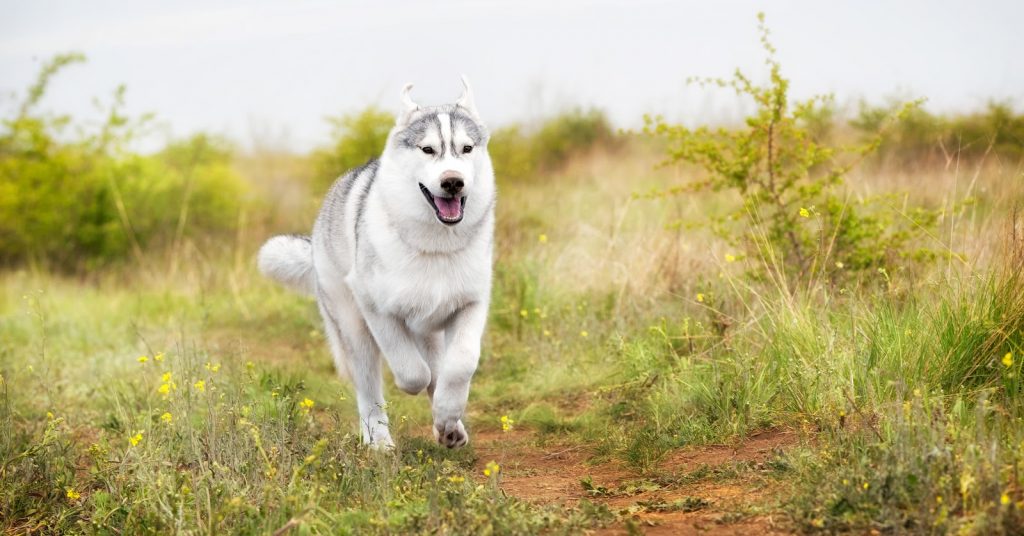 Siberian husky off on sale leash