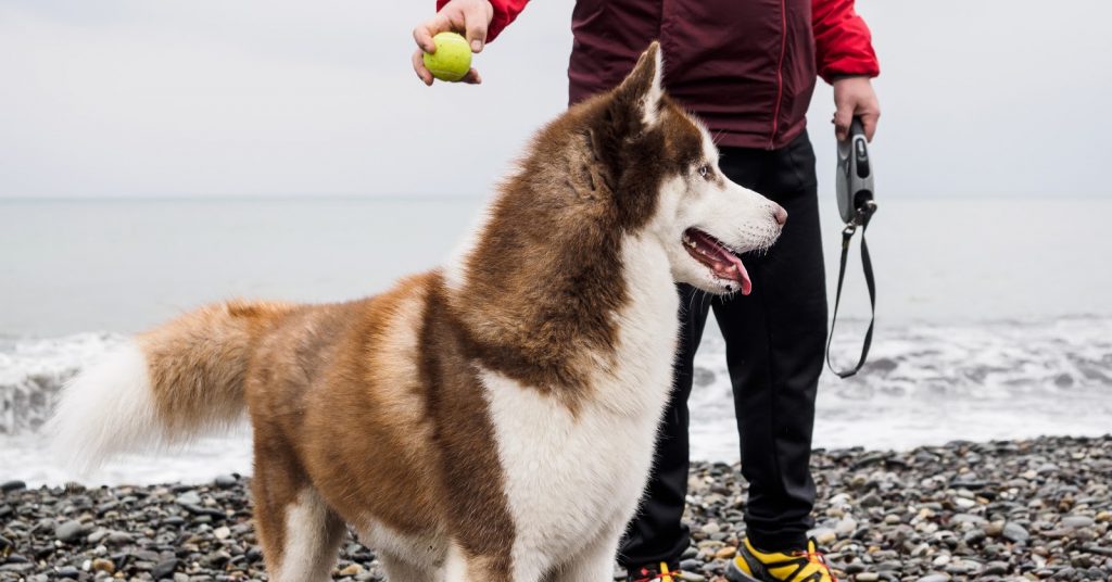 Can you train a husky to be off leash and actually trust that he won't run away? Read on to find out the answer!