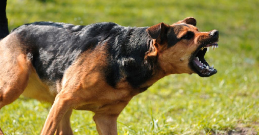 How much does it cost to train an aggressive dog? That depends on many factors! Check out our dog aggression training cost breakdown for more info!
