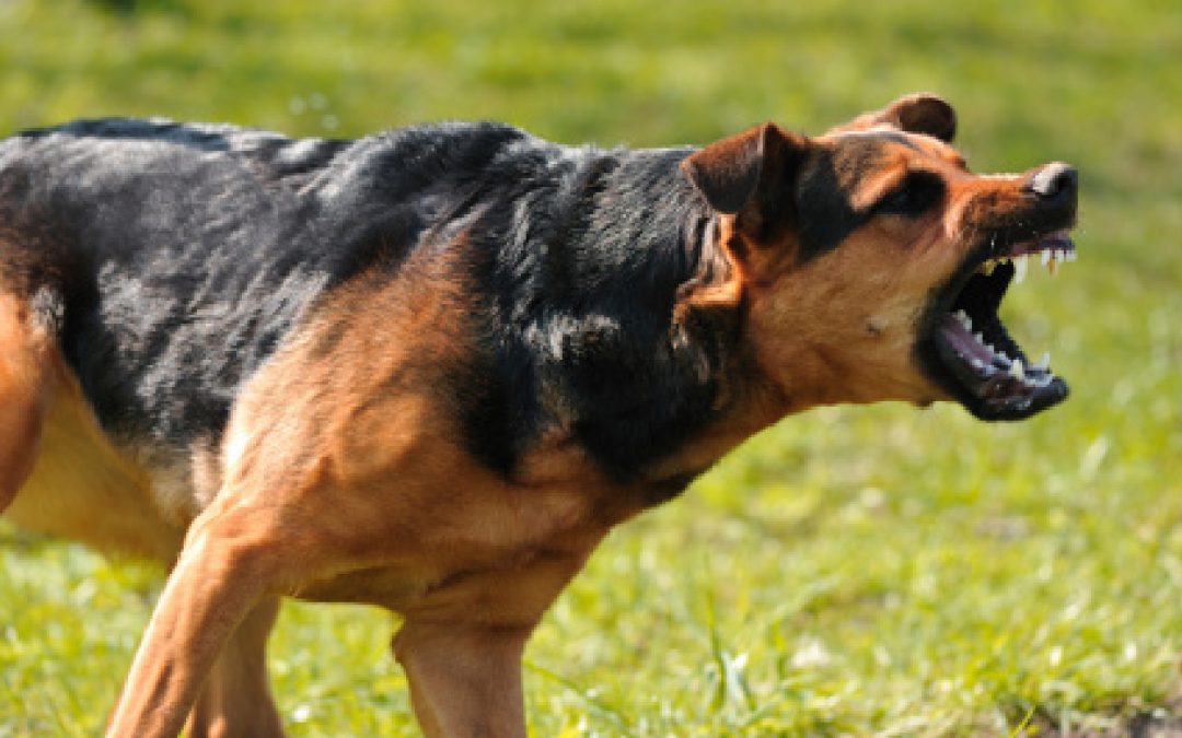How Much Does It Cost to Train an Aggressive Dog?
