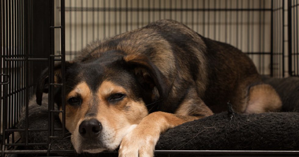 The 5 Best Dog Crate Mats for Chewers (with Complete Reviews)