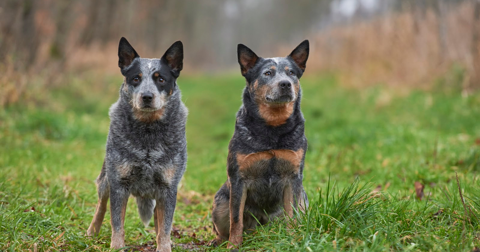 do blue heelers make good house dogs