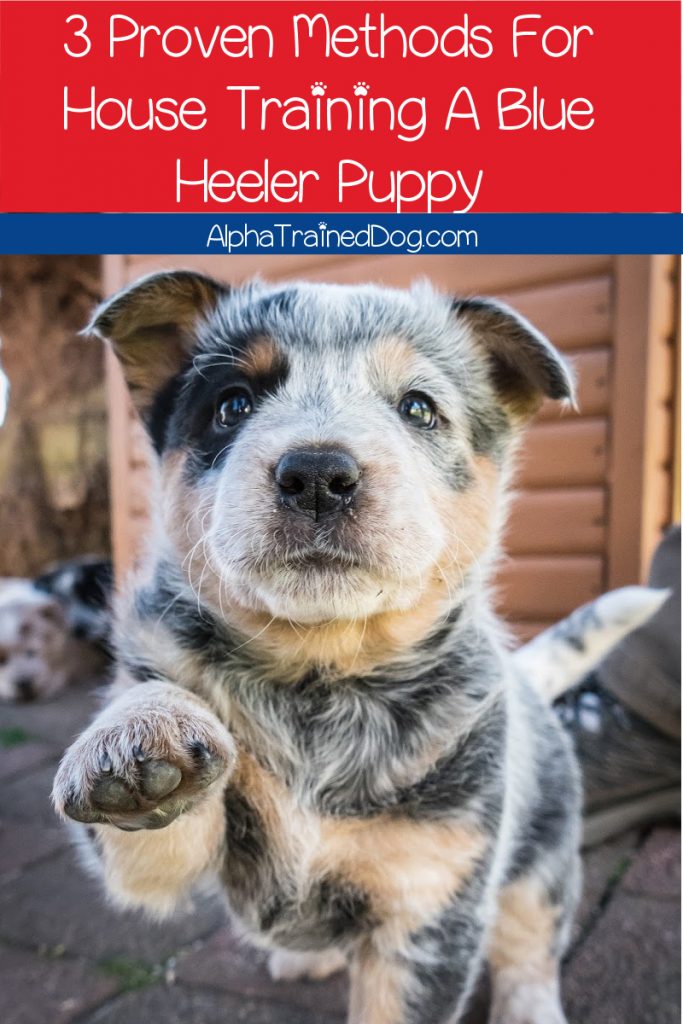 Blue Heeler Puppy - Alpha Trained Dog