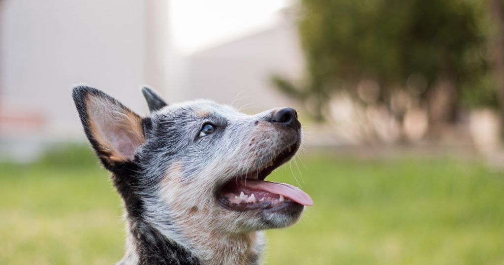 Blue heeler potty clearance training