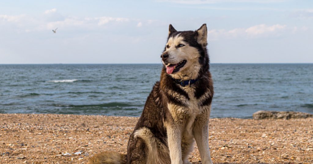 How to train a Husky to sit? It's a lot easier than you think! We'll teach you how to do it with three different methods.