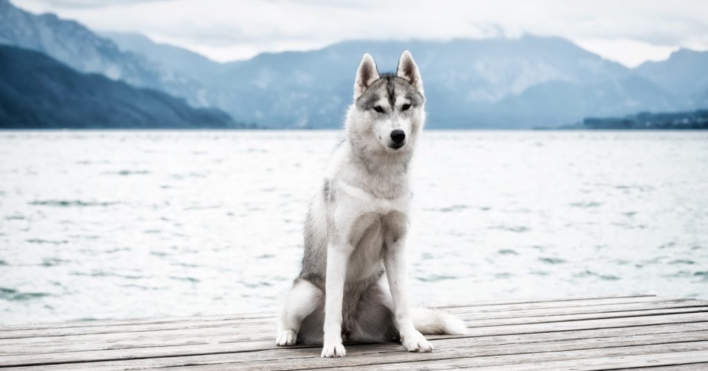 How to train a Husky to sit? It's a lot easier than you think! We'll teach you how to do it with three different methods.