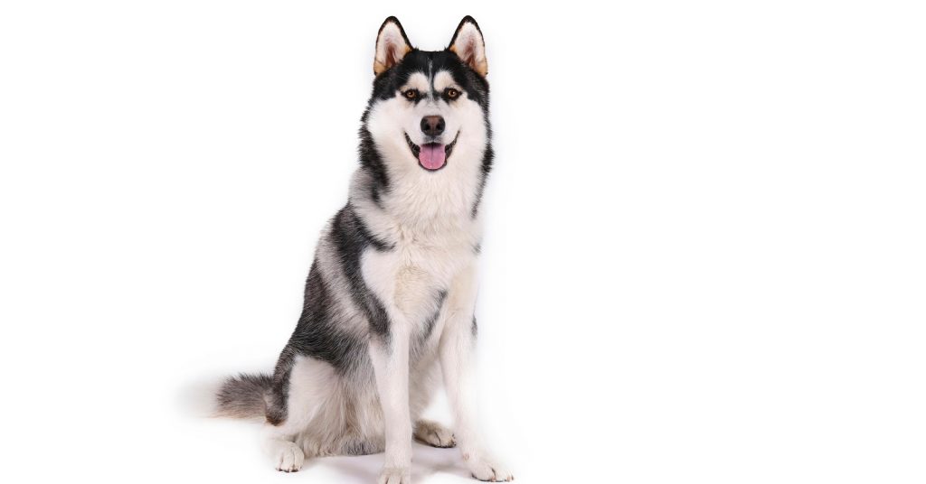 How to train a Husky to sit? It's a lot easier than you think! We'll teach you how to do it with three different methods.