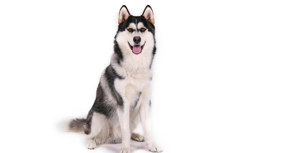 How to Train a Husky to Sit (With 3 Easy Methods) Alpha Trained Dog