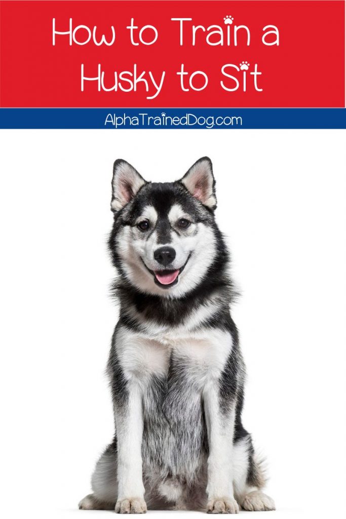 How to train a Husky to sit? It's a lot easier than you think! We'll teach you how to do it with three different methods.