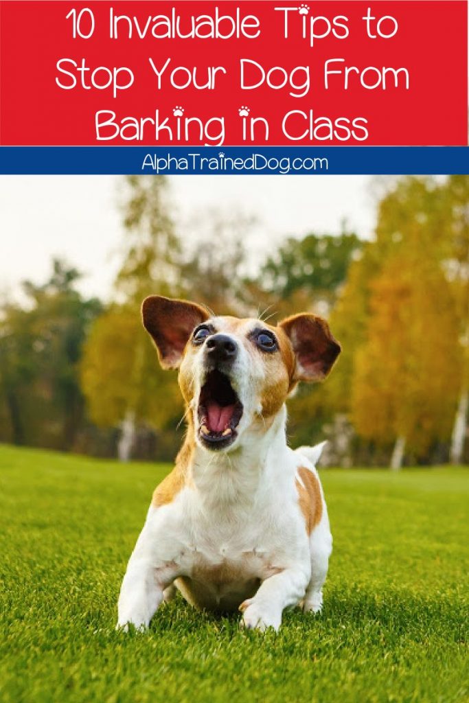 Need some tips on how to stop your dog from barking in class? Check out 10 proven strategies to stop all that noise!