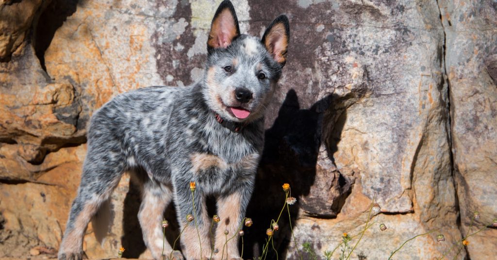 blue heeler puppies