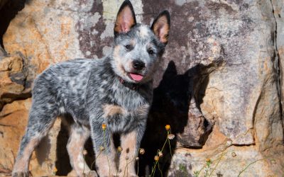 Proven Strategies for How to Exercise a Blue Heeler Puppy