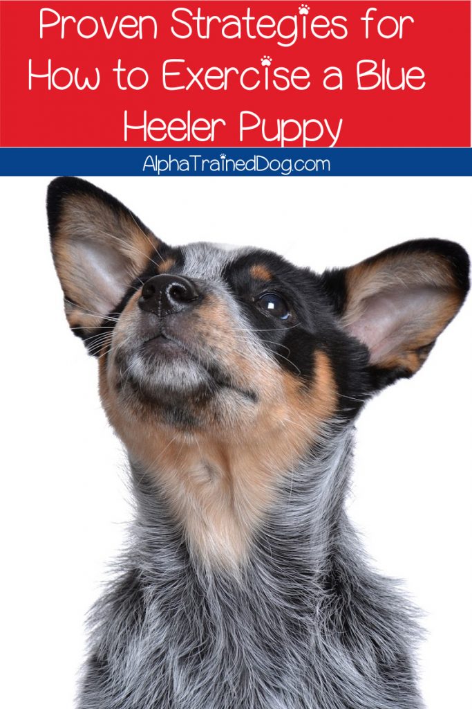 Looking for tips on how to exercise a Blue Heeler puppy? Read on for proven strategies that will help tire your active pup out fast!