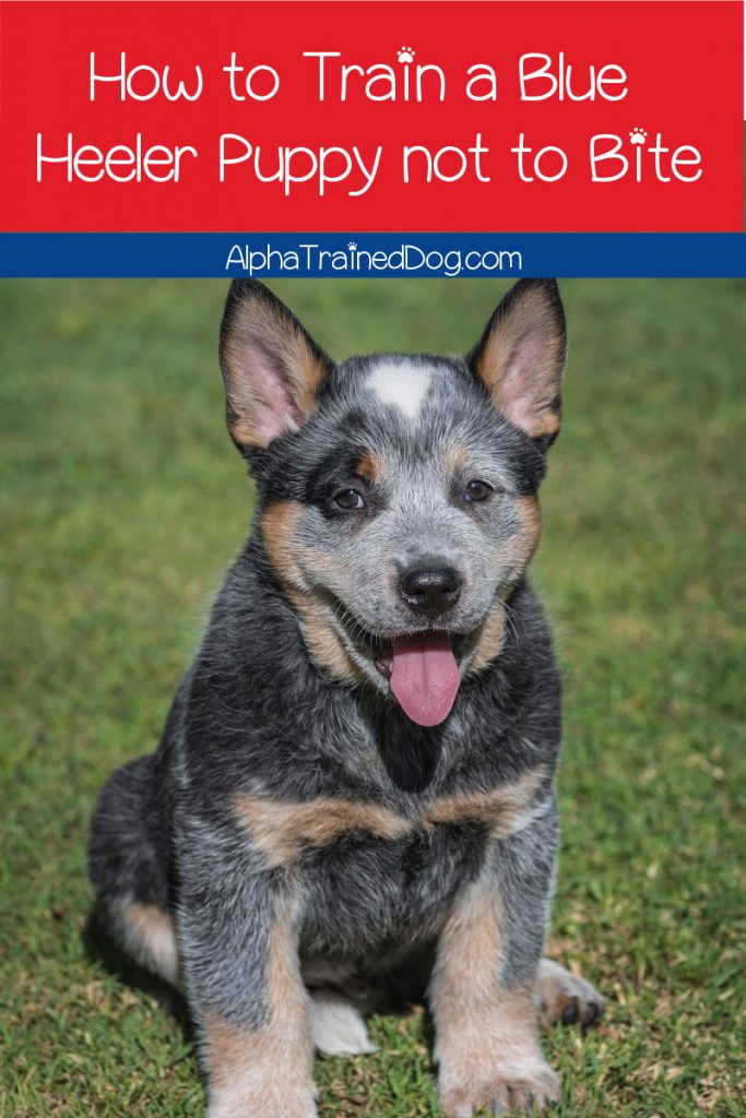 How to Train a Blue Heeler Puppy not to Bite Proven