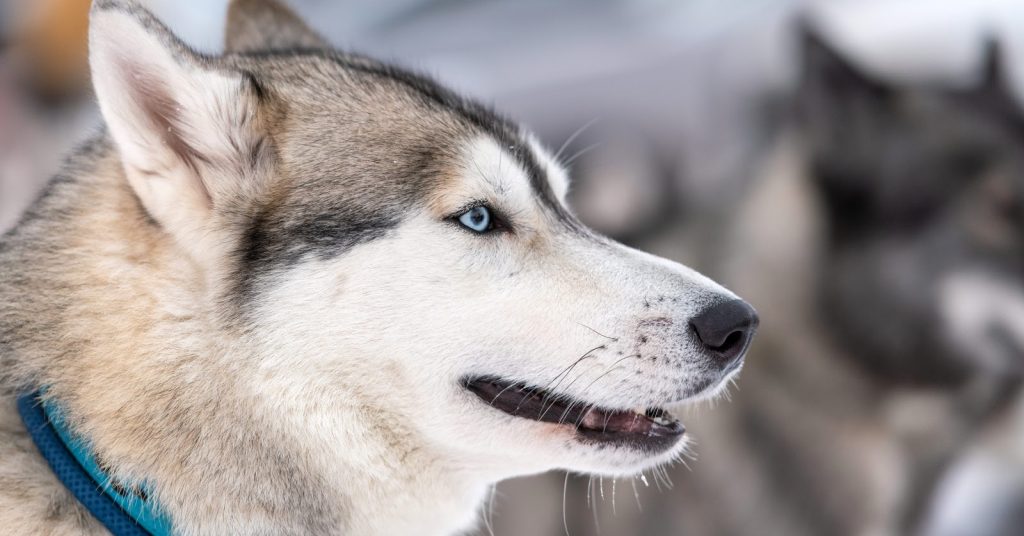 How to Train a Husky to Come Two Proven Methods to Try Alpha Trained Dog