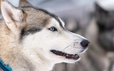 How to Train a Husky to Come: Two Proven Methods to Try