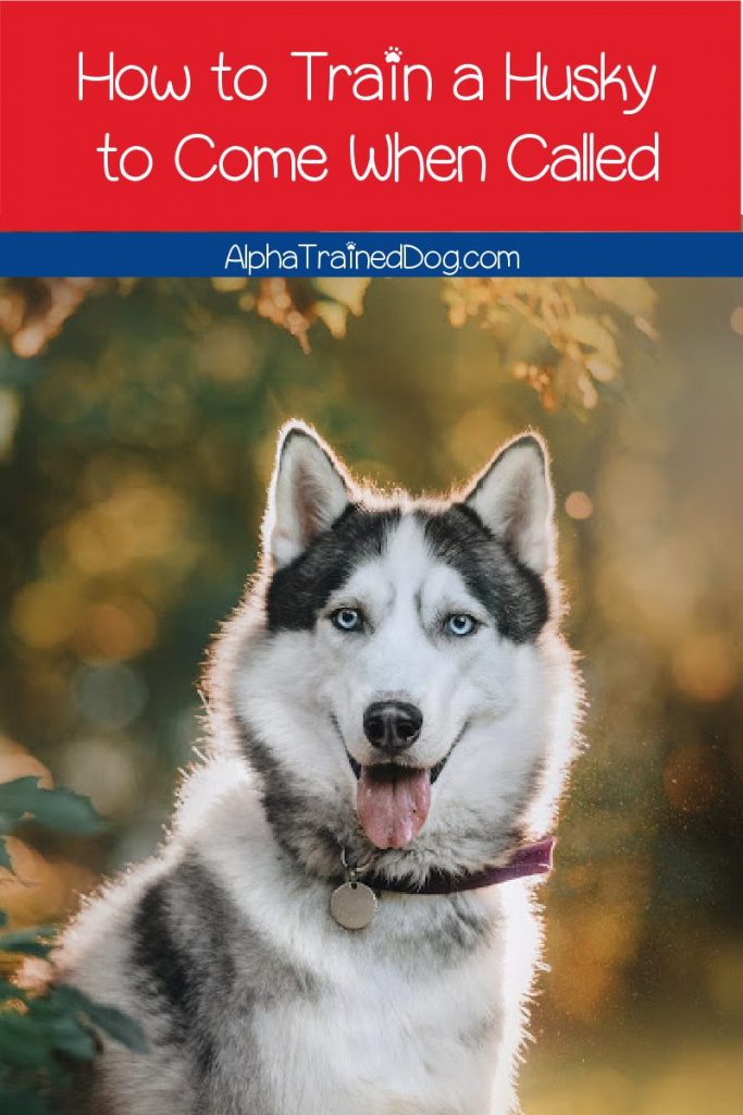 Knowing how to train a Husky to come helps keep him safe in a variety of situations. Train a Husky to come with these easy methods.