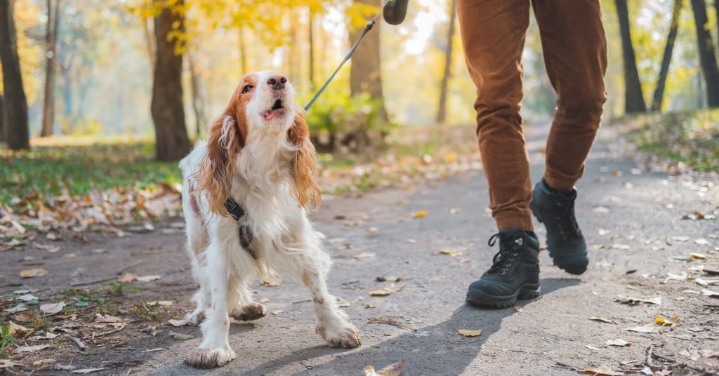 This man walking his barking Setter really needs to follow our tips on how to train an older dog not to bark. 