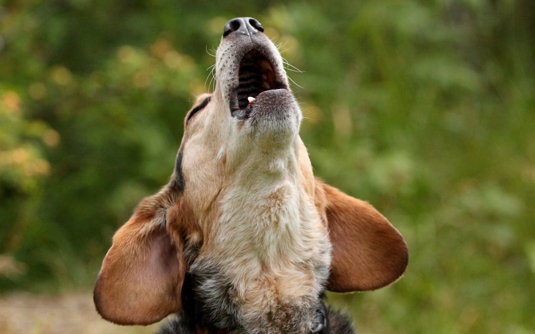 10 Invaluable Tips to Stop Your Dog From Barking in Class
