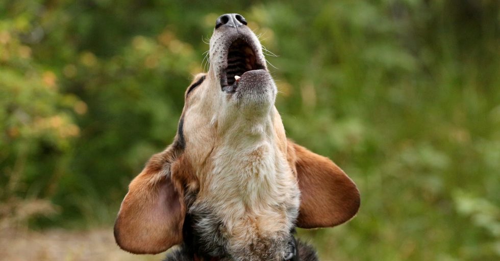 10 Invaluable Tips to Stop Your Dog From Barking in Class Alpha