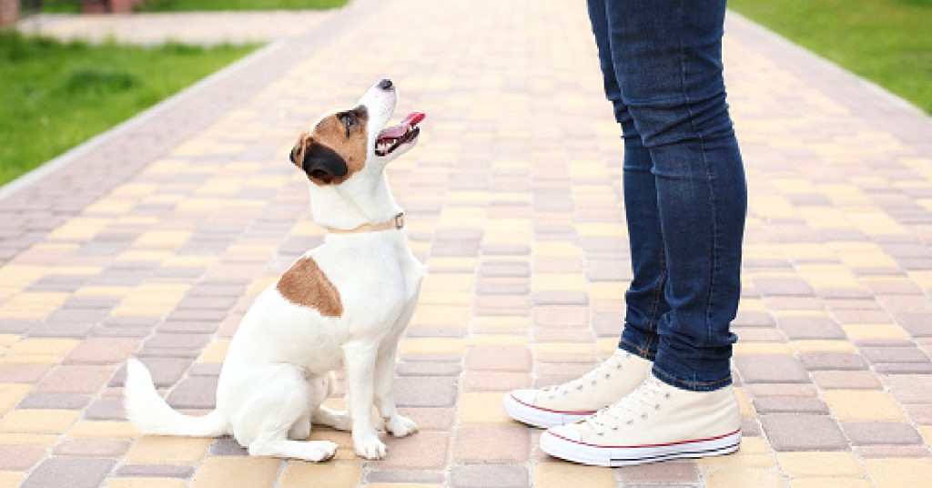 Man using positive reinforcement to train his dog