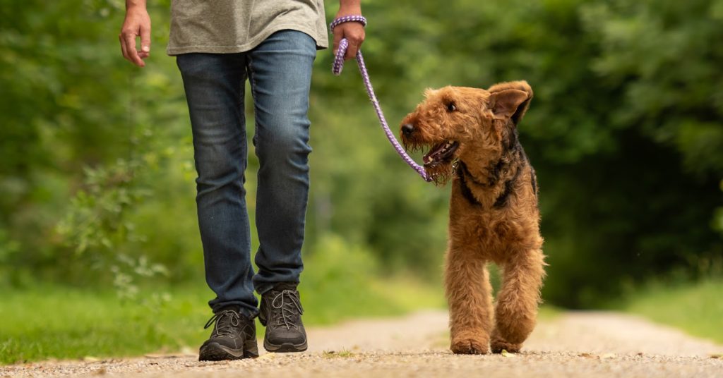 Adult dog training classes can help you teach your dog to be the best boy. You'll find resources here on classes for older dogs.