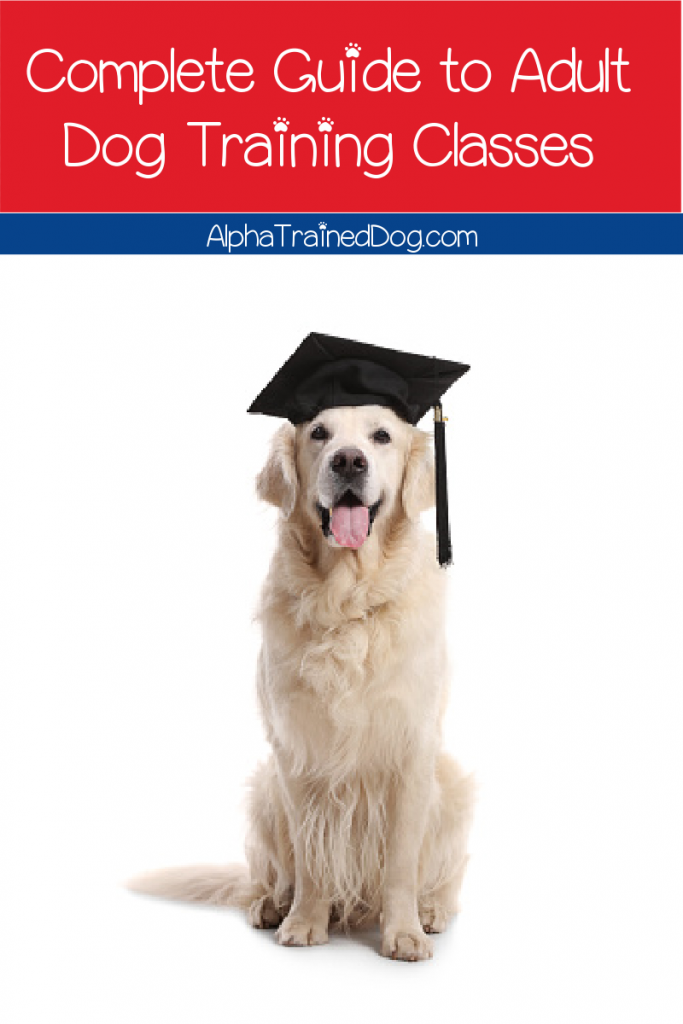 Adult dog training classes can help you teach your dog to be the best boy. You'll find resources here on classes for older dogs.