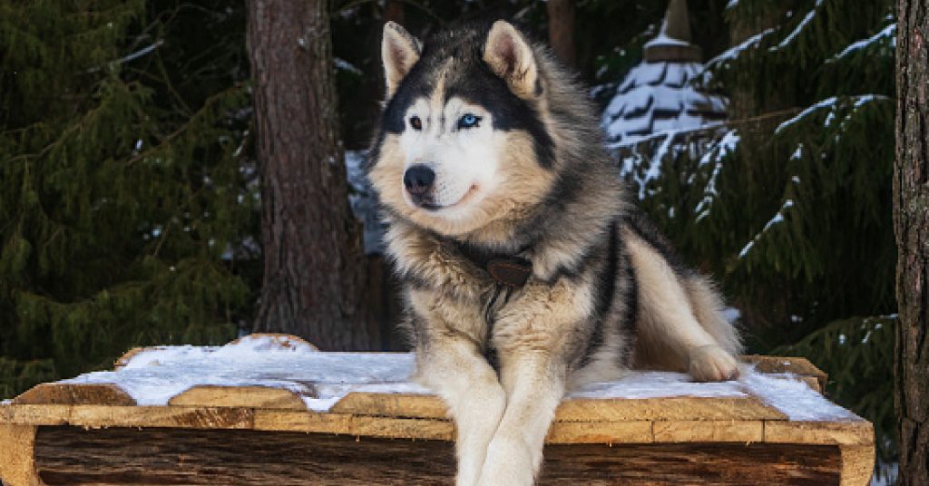 Alaskan malamute