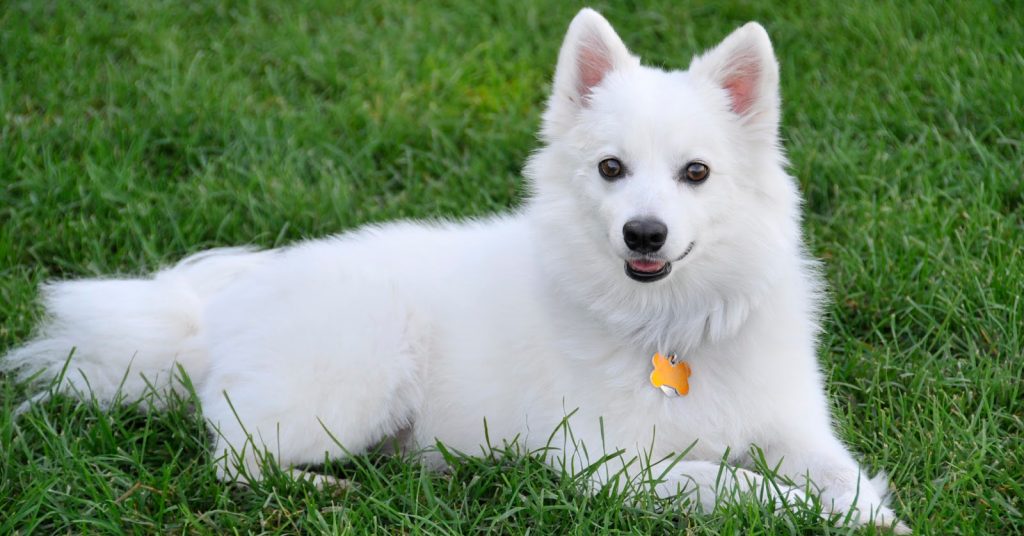 American Eskimo Dog