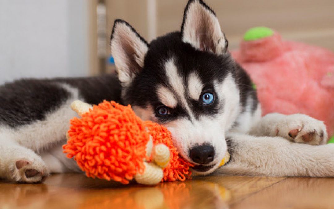 Top 10 Best Dog Toys for Huskies to Stimulate Their Minds & Mouths