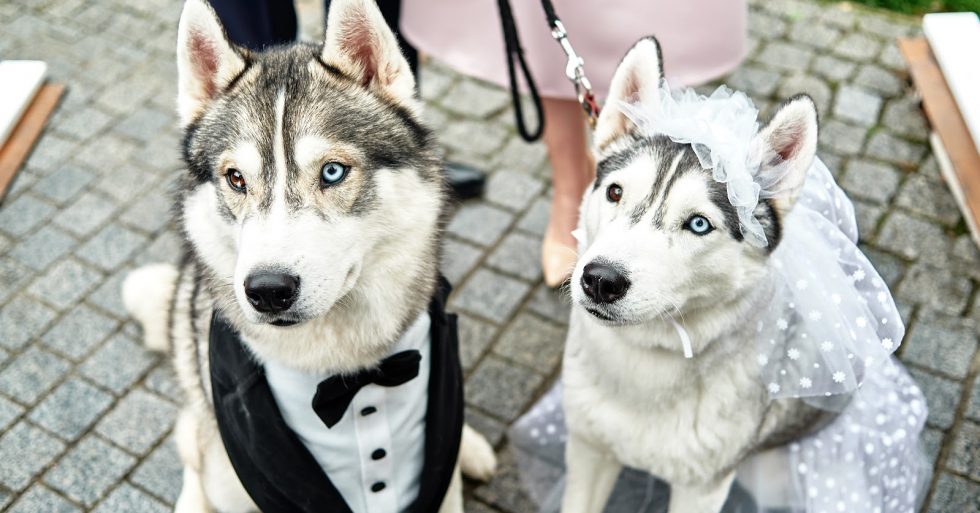 What Is the Best Leash for a Husky? Guide with Reviews