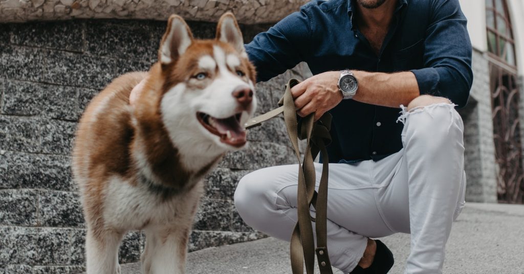 What is the best leash for a Husky? The one that keeps him from running away, obviously! Jokes aside, check out our top 5 picks!