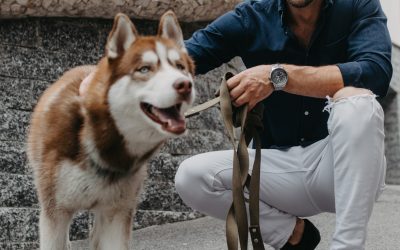 What Is the Best Leash for a Husky? (Complete Guide with Reviews)