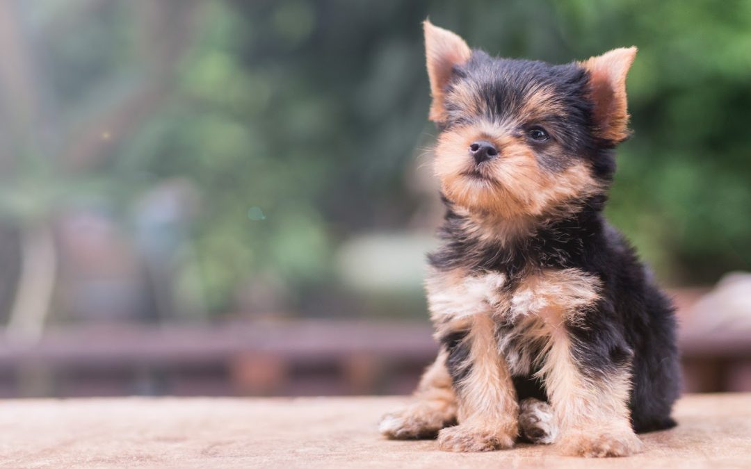 Proven Strategies for How to Train a Yorkie Not to Bark