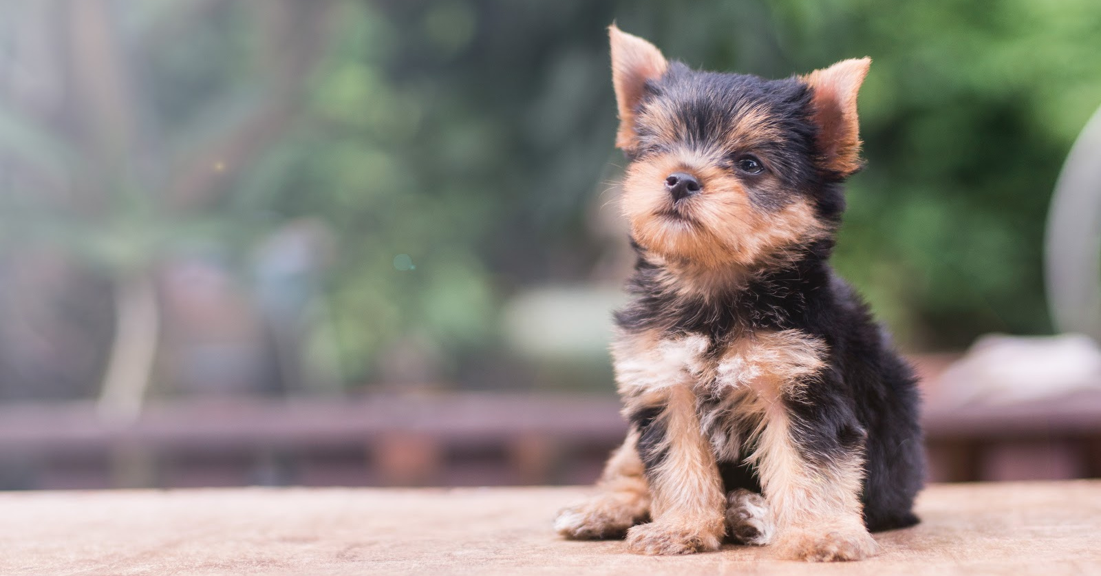 are yorkies yappy