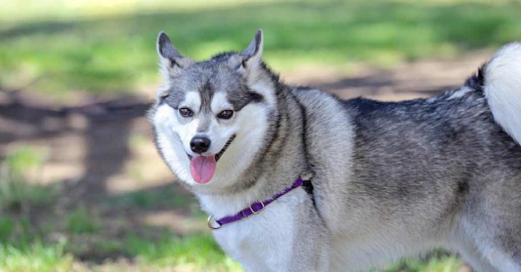 Alaskan Klee Kai