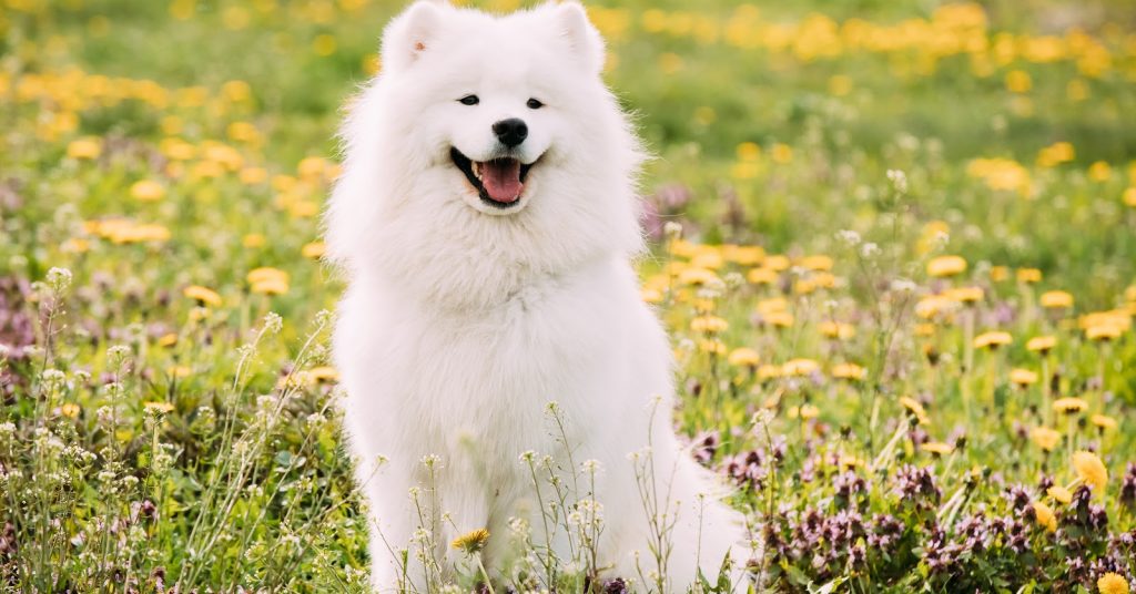 The Samoyed is often mistaken for a type of husky