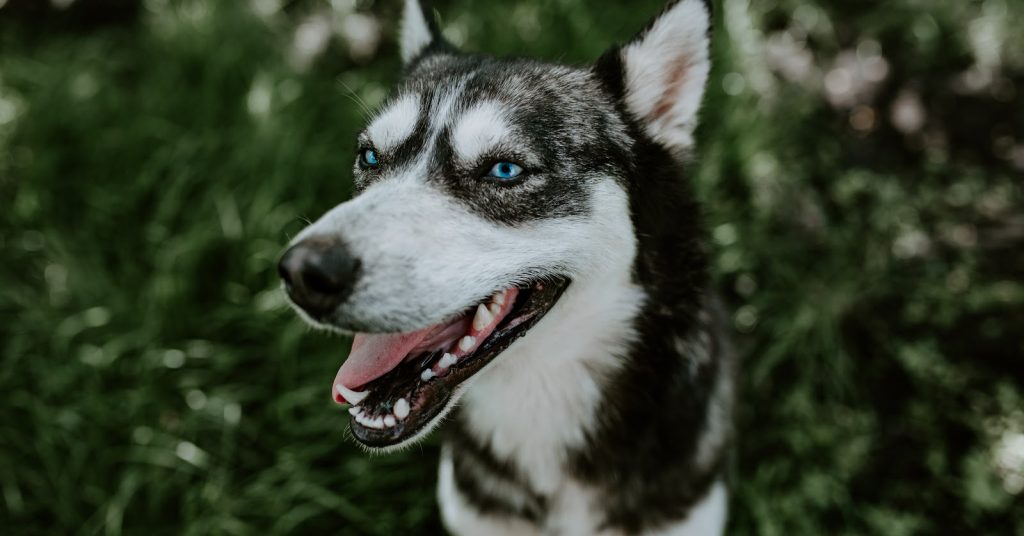 How many different types of Husky dogs are there? The answer depends on what you mean by "Husky!" Read on to find out what it is!