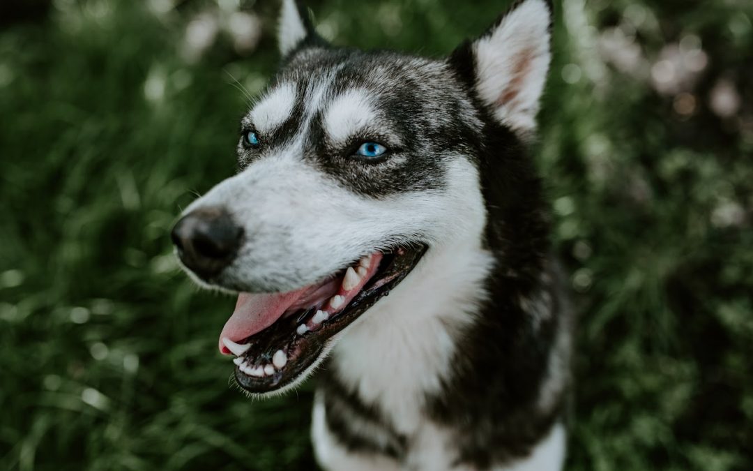 How Many Different Types of Husky Dogs Are There? (Complete Guide)