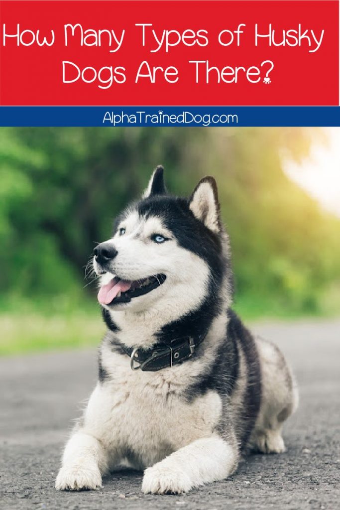 How many different types of Husky dogs are there? The answer depends on what you mean by "Husky!" Read on to find out what it is!