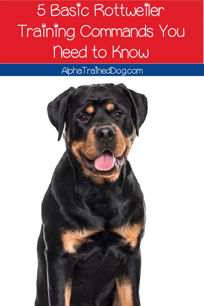 These Rottweiler training commands will help you teach your dogs manners and to look to you for guidance. Try them out today!