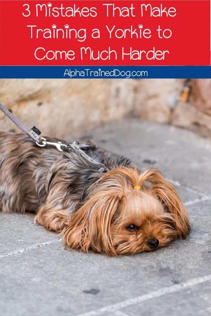 Need to know how to train a Yorkie to come? Check out these 5 proven strategies! Plus, learn the top 3 mistakes you may be making. 