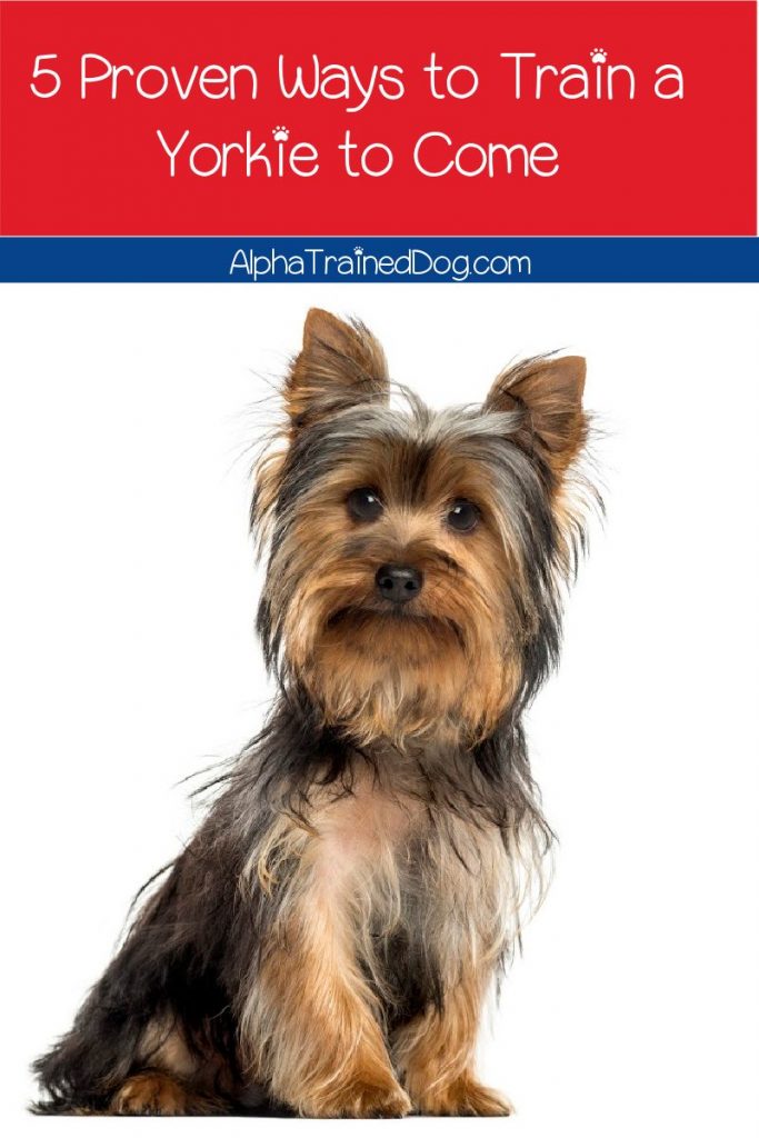 Need to know how to train a Yorkie to come? Check out these 5 proven strategies! Plus, learn the top 3 mistakes you may be making. 