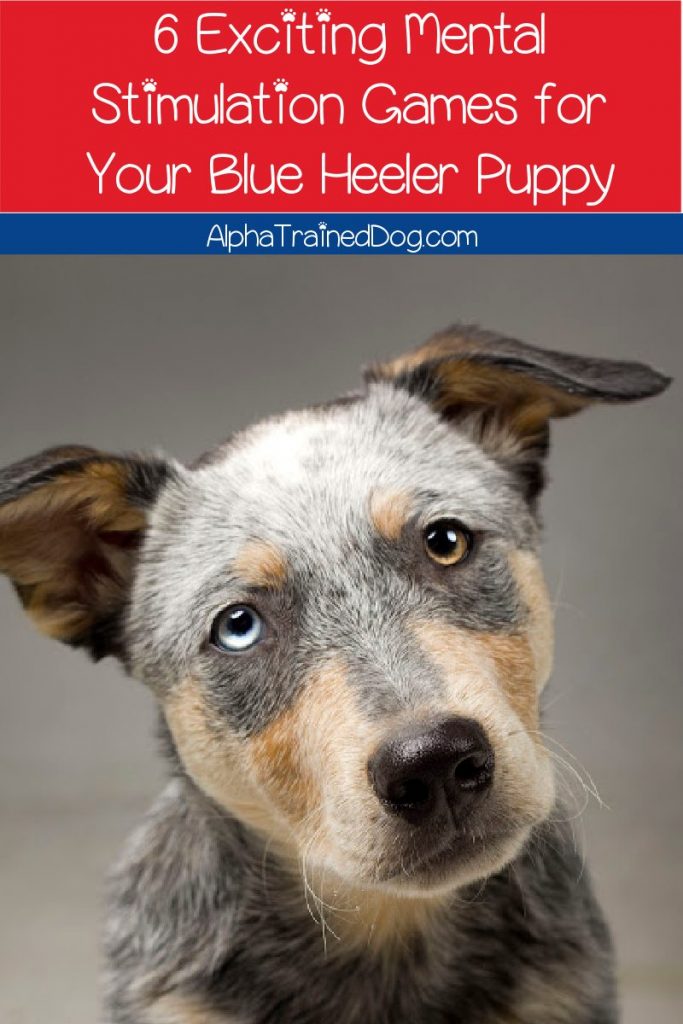 Did you know that mental stimulation games for a Blue Heeler puppy are just as important as physical games? Check out 6 fun ideas to try! 