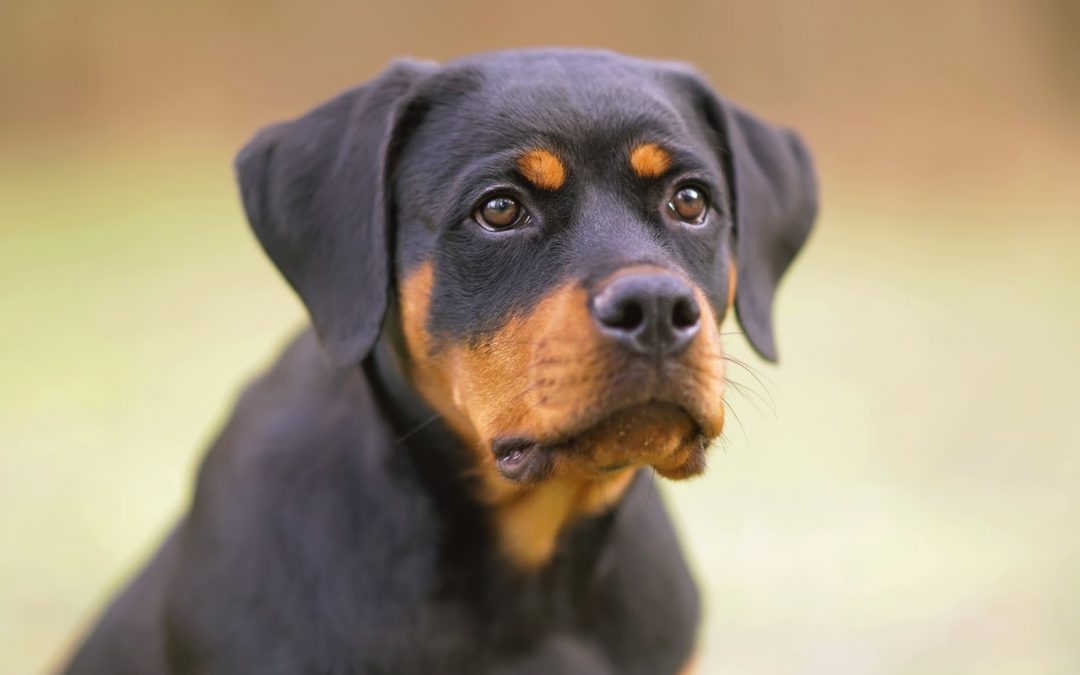 5 Basic Rottweiler Training Commands You Need to Know