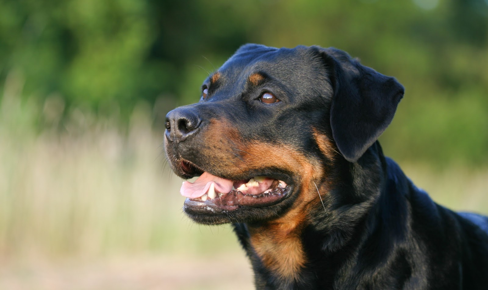 These Rottweiler training commands will help you teach your dogs manners and to look to you for guidance. Try them out today!