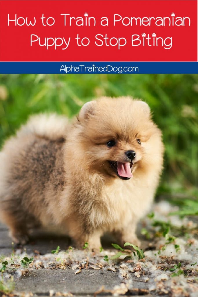 what is the price of a pomeranian puppy in india