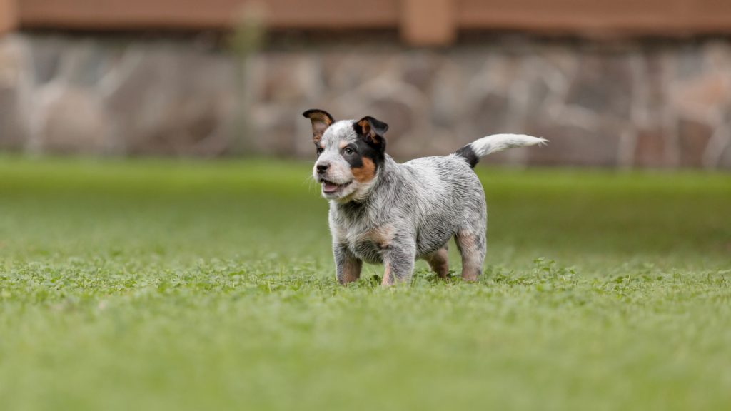 how much do i feed a blue heeler puppy